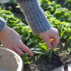 Kuzu marulu tohumu Mache Corn salad valerianella locusta