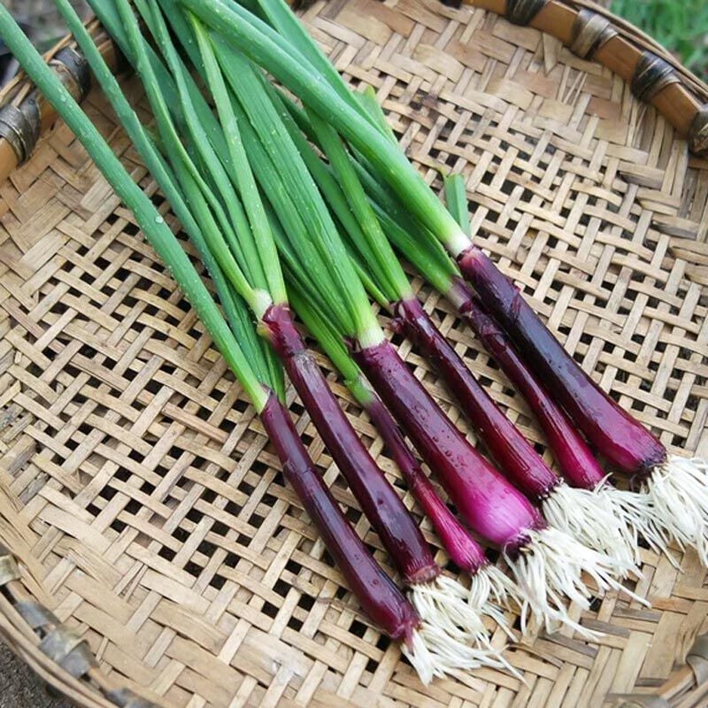 Atalık koyu mor taze soğan tohumu deep purple onion