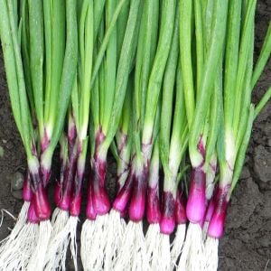 Atalık koyu mor taze soğan tohumu deep purple onion