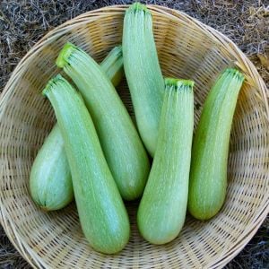 Çalı tipi kabak tohumu Atalık grey zucchini