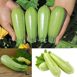 Çalı tipi kabak tohumu Atalık grey zucchini