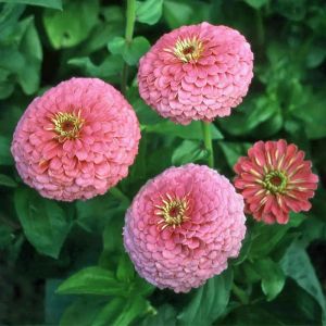 Illumination zinnia tohumu kirli hanım çiçeği zinya