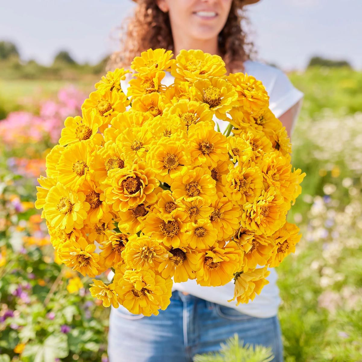 Golden State zinnia tohumu kirli hanım çiçeği zinya