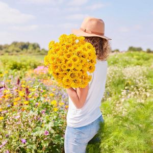 Golden State zinnia tohumu kirli hanım çiçeği zinya