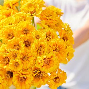 Golden State zinnia tohumu kirli hanım çiçeği zinya