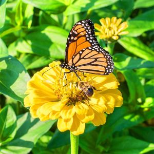 Golden State zinnia tohumu kirli hanım çiçeği zinya