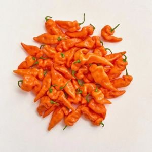 Habanada tatlı habanero biber tohumu