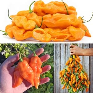 Habanada tatlı habanero biber tohumu