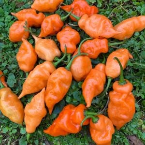 Habanada tatlı habanero biber tohumu