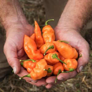 Habanada tatlı habanero biber tohumu