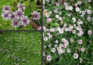 Lippia repens fidesi çiçekli libya çimi yerörtücü hızlı kapatır