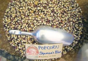 Mavi mısır tohumu atalık  popcorn shaman's blue