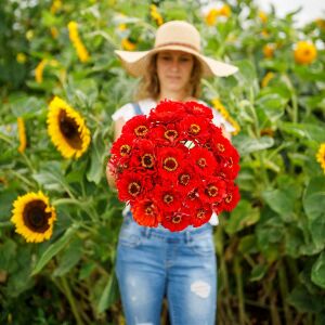 Cherry Queen zinnia tohumu kirli hanım çiçeği zinya