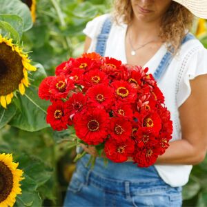 Cherry Queen zinnia tohumu kirli hanım çiçeği zinya