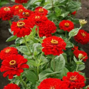 Cherry Queen zinnia tohumu kirli hanım çiçeği zinya