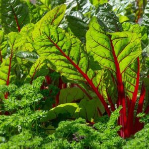 Kırmızı saplı pazı tohumu red chard beta vulgaris