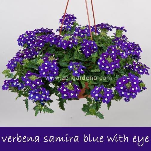 Mavi gözlü sarkan mine çiçeği fidesi verbena samira blue w. eye