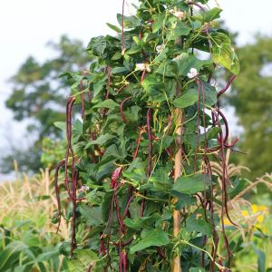 Kırmızı Kuşkonmaz fasulyesi tohumu asparagus bean red podded