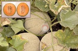 Top kavun tohumu cantaloupe melon top mark