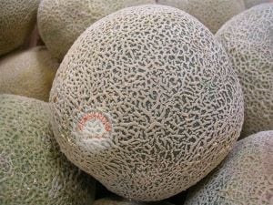 Top kavun tohumu cantaloupe melon top mark