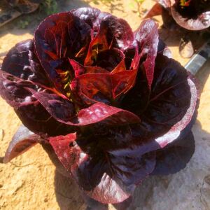 Super red romaine kırmızı yaprak marul tohumu atalık