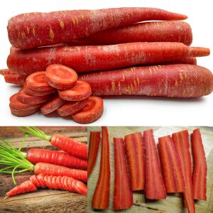 Kyoto kırmızı Atalık havuç tohumu daucus carota