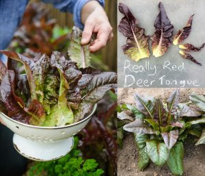 Kırmızı marul tohumu atalık geyik dili red deer tongue