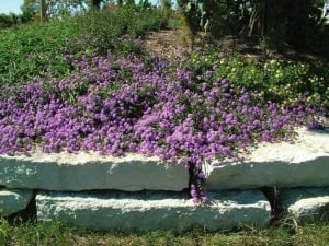 Yayılıcı yer örtücü lantana fidanı montevidensis