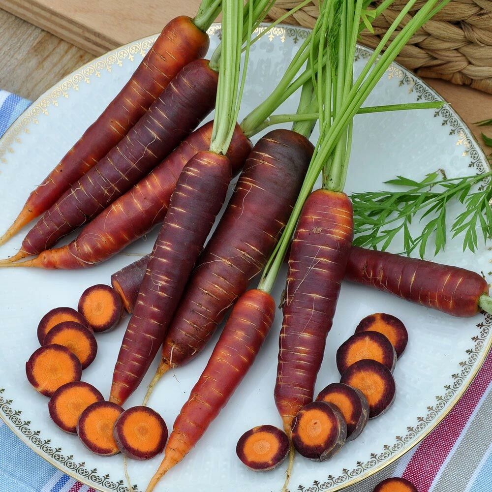 Purple Haze mor Atalık havuç tohumu daucus carota