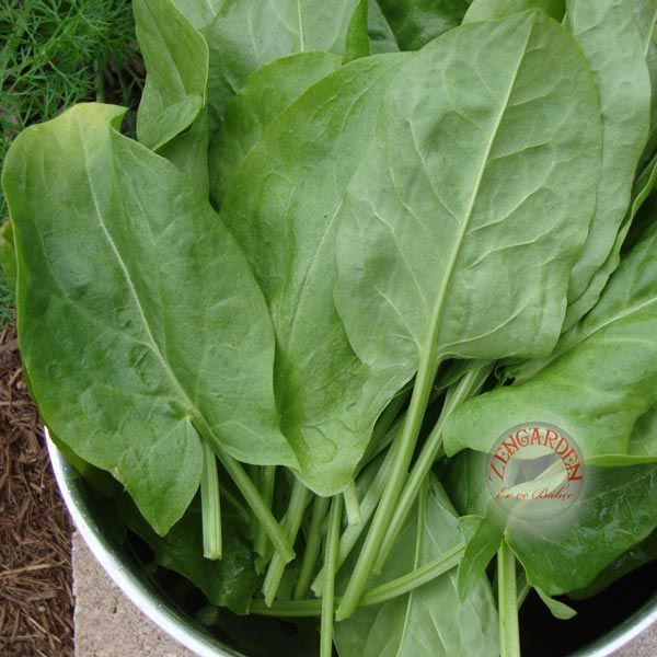 Geniş yapraklı kuzukulağı tohumu ekşi otu labada rumex acetosa