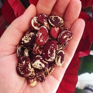 Çilli Lima fasulyesi tohumu Christmas Lima bean seeds