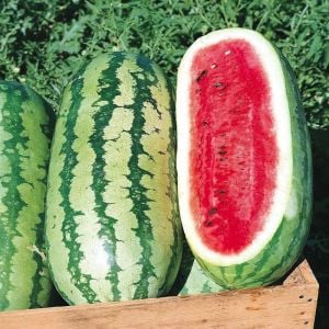 Jübile karpuz tohumu geleneksel jubilee watermelon seeds