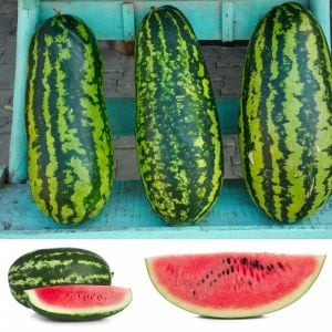 Jübile karpuz tohumu geleneksel jubilee watermelon seeds