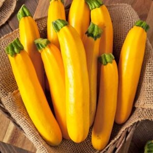 Sarı kabak tohumu Atalık golden zucchini
