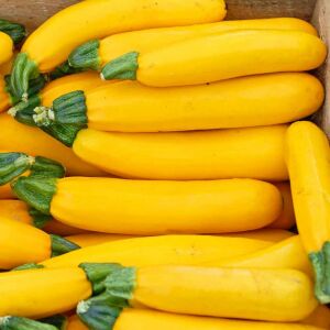 Sarı kabak tohumu Atalık golden zucchini
