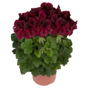 Çikolata canan sardunya fidesi ithal pelargonium aristo schoko