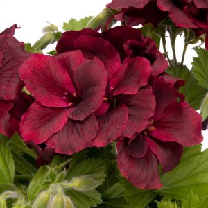 Çikolata canan sardunya fidesi ithal pelargonium aristo schoko