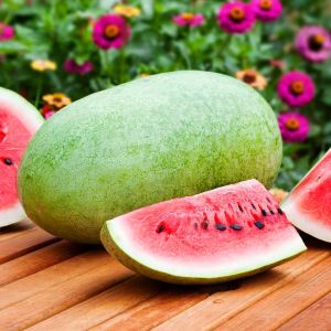 Çarliston bahçe karpuzu tohumu charleston gray watermelon seeds