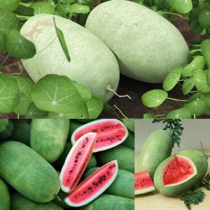 Çarliston bahçe karpuzu tohumu charleston gray watermelon seeds