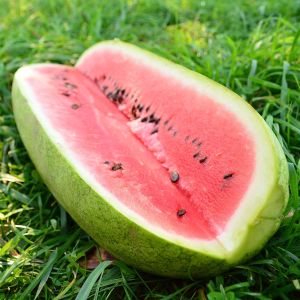 Çarliston bahçe karpuzu tohumu charleston gray watermelon seeds