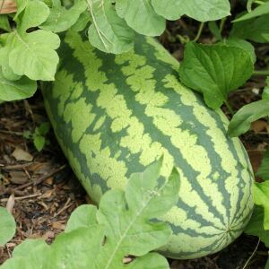 Kongo karpuz tohumu en tatlı karpuz congo watermelon seeds