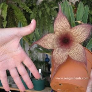 Stapelia gigantea leş kaktüsü sukulent