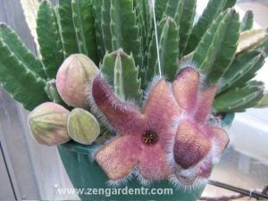 Stapelia gigantea leş kaktüsü sukulent