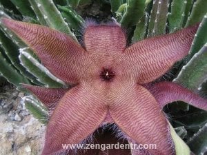 Stapelia gigantea leş kaktüsü sukulent