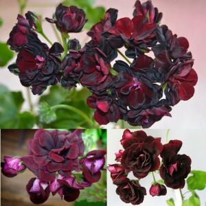 Royal Black Rose siyah sakız sardunya fidesi
