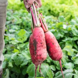 Atalık kırmızı daikon turp tohumu ostergruss rosa