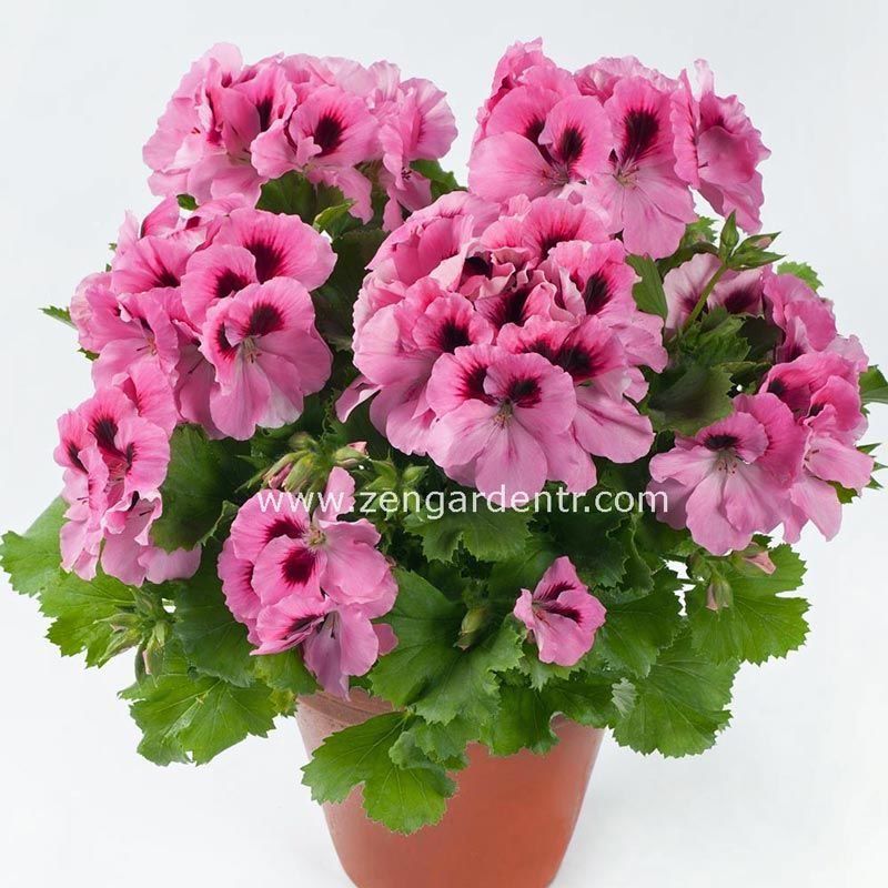 Aristo pembe canan sardunya fidesi ithal pelargonium pink