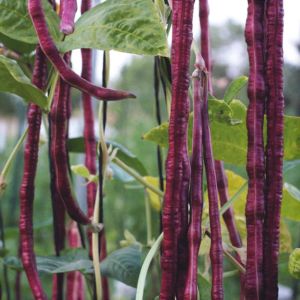 Mor uzun fasulye tohumu yard long purple bean