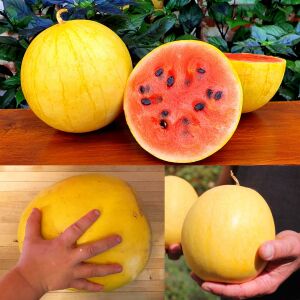 Minyatür altın karpuz tohumu geleneksel golden midget watermelon