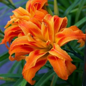 Katlı turuncu gün güzeli çiçeği ithal fulva kwanso hemerocallis